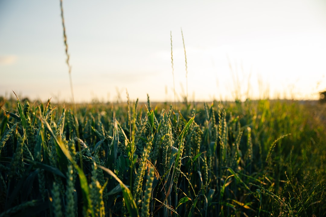 Discover the Best Trigo Apps for Your Daily Use